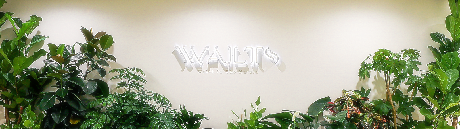 The Walts Clinic